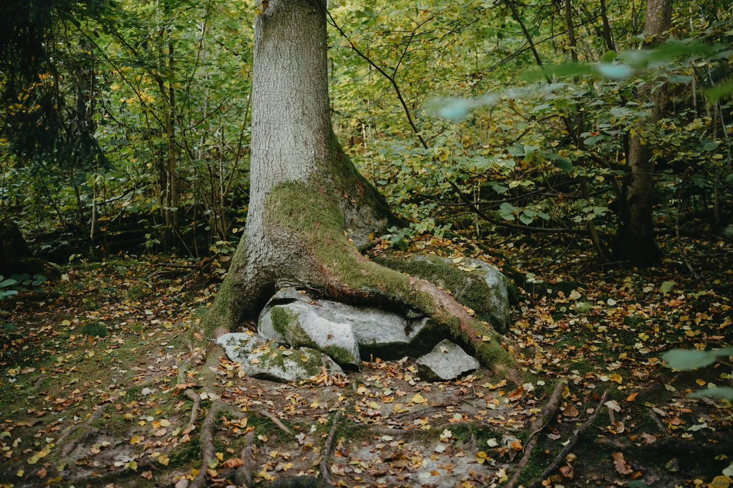 Exposed tree roots in ancient woodland
