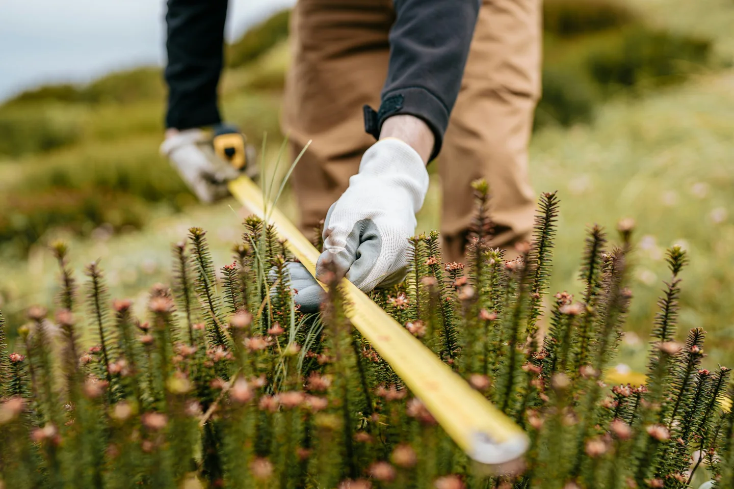 Ecologist measuring plants in a meadow