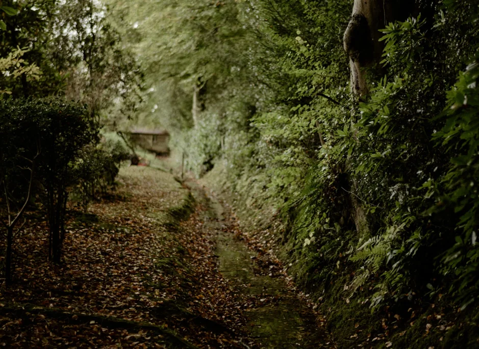 Path through an ancient woodland